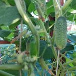 Hogyan lehet meghosszabbítani az uborka termését mély őszig: késői szezonbeli trükkök hogyan-lehet-meghosszabbitani-az-uborka-termeset-mely-oszig-kesoi-szezonbeli.jpg