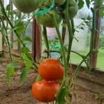 Mi történik a terméssel, ha nem metszi meg a paradicsomot: a buja zöldítés hátrányai mi-tortenik-a-termessel-ha-nem-metszi-meg-a-paradicsomot.jpg