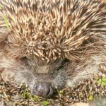 Miért nem kaphatnak tejet a sünök: egy veszélyes tévhit leleplezése miert-nem-kaphatnak-tejet-a-sunok-egy-veszelyes-tevhit-leleplezese.jpg